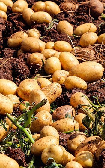 Adana’da patates hasadı; tarlada kilosu 20 TL'ye düştü