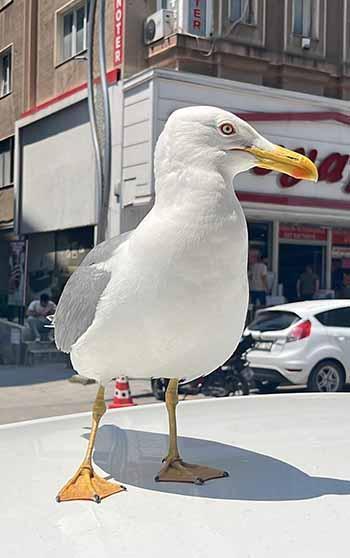 Martı ‘Pamuk’ esnafın maskotu oldu