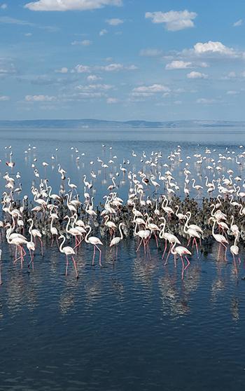 Tuz Gölü'nde 5 bin yavru flamingo kuluçkadan çıktı