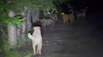 Kızılcahamam’da başıboş köpeklerin, ayılarla karşı karşıya geldiği anlar kamerada