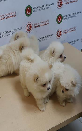 Kapıkule'de 'Pomeranian' cinsi 6 köpek yavrusu ele geçirildi