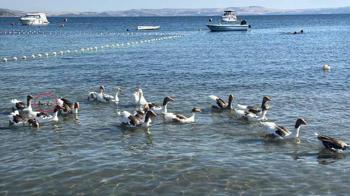 'Şartlı tahliye' edilen kazlar, ördek yavrusunu sahiplenip, sürüye aldı