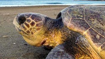 İztuzu Plajı'nda caretta carettaların yuva sayısı 400'e ulaştı