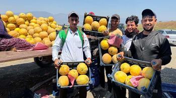 Hatay’da kavun hasadı başladı; tarlada kilosu 22 TL