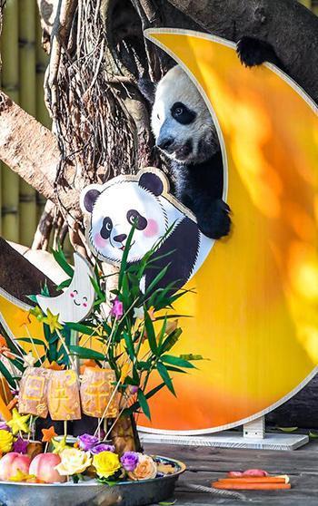 Çin'de panda yavrusu Wang Shu'nun 1’inci doğum günü kutlandı