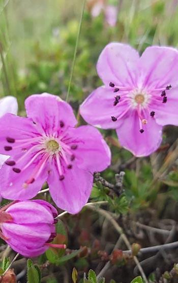 Artvin'in endemik güzelliği dağ gülü, Tiryal Dağı'nda çiçek açtı