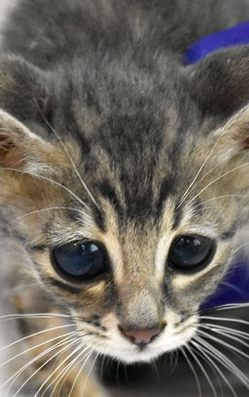 Korneası hasarlı sokak kedisine 'lens' takıldı