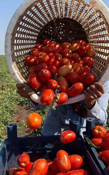 Amik Ovası'nda 35 derecede domates hasadı
