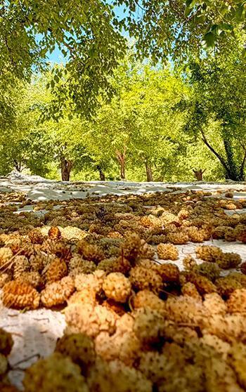 Tunceli’de geçen yıl don vuran coğrafi işaretli Ulukale dutunda 600 ton rekolte beklentisi