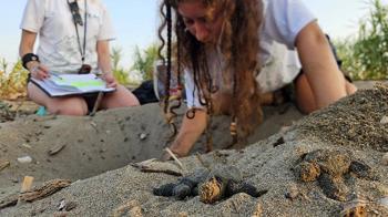 Akdeniz'de yavru caretta heyecanı