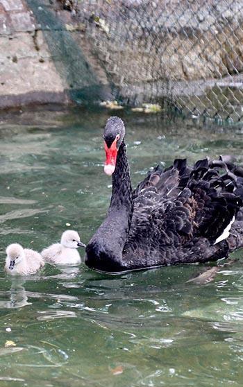 Kuğulu Park’ta 4 yeni yavru kuğu dünyaya geldi