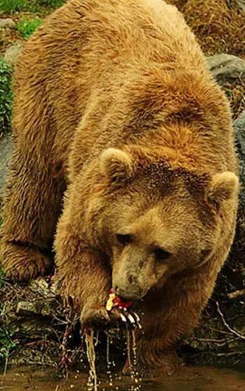 Karadeniz’de popülasyonu artan ayılar için uzmanından ‘önlem alınmalı’ uyarısı