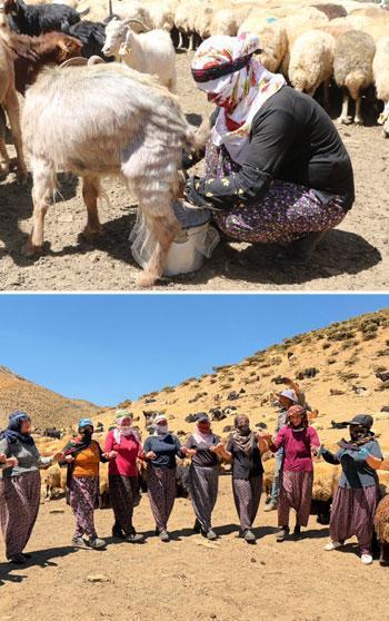Yaylada süt sağımı sonrası halay çekerek stres atıyorlar