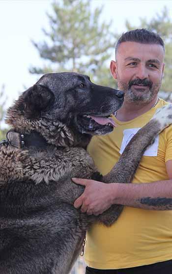 Sivas'ta Kangal köpekleri podyuma çıktı