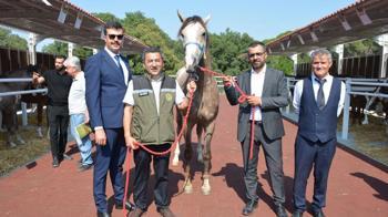Karacabey TİGEM'in arap tayları 27 milyon 550 bin liraya alıcı buldu