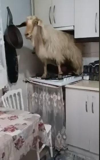 Mutfağa giren keçi tezgahın üzerine çıktı
