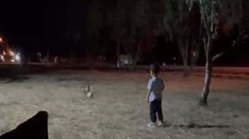 Tilki, topu alıp kaçtı; o anlar kamerada