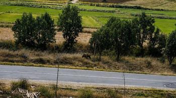 Belediye başkanından vatandaşlara ‘bozayı’ uyarısı