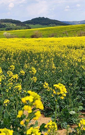 Trakya'nın 'sarı altın çiçeği' kanola, yılın kazandıran ürünü oldu
