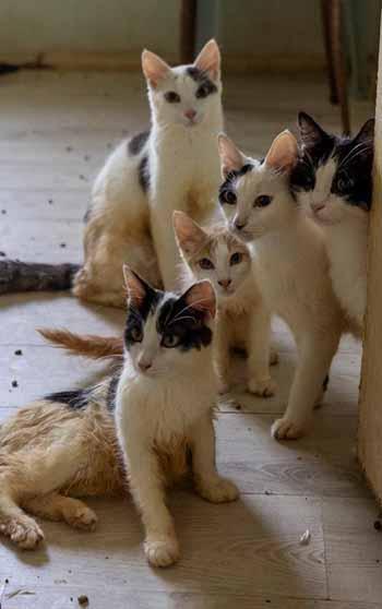 'Çöp ev' ihbarına giden ekipler adreste 100 kedi buldu