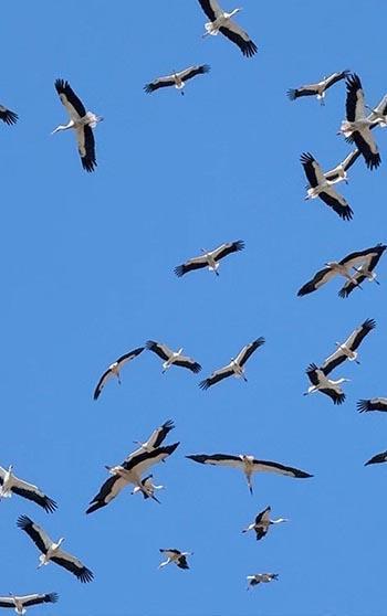 Gökyüzünde süzülen yüzlerce leylek kamerada