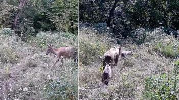Tarlasına kurduğu fotokapanla yaban hayatını görüntüledi