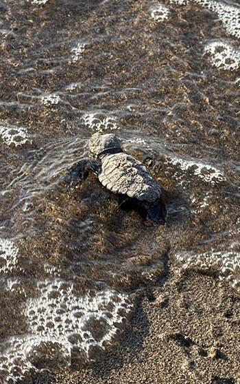 Bodrum'da 62 yavru caretta caretta denizle buluştu