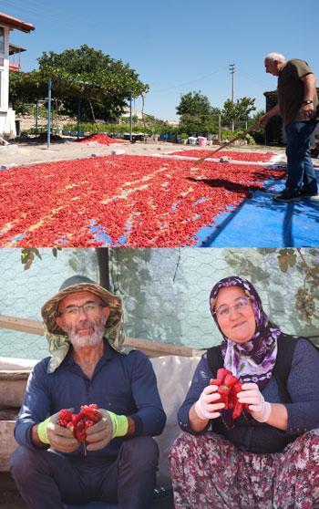 Ata tohumlu Cırgalan biberinde kurutma mesaisi