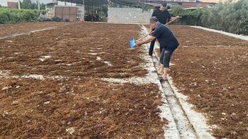 Alaşehir’de üzüm üreticileri TMO’nun fiyatından memnun