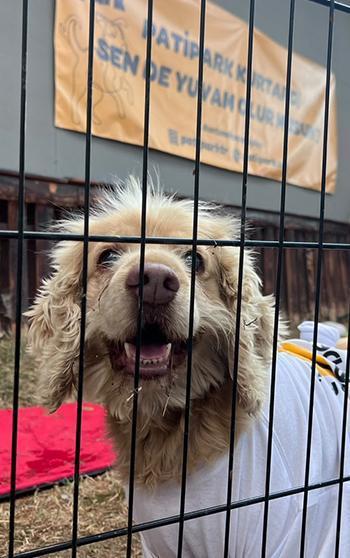 19 köpek sahiplendirilmek için podyuma çıktı