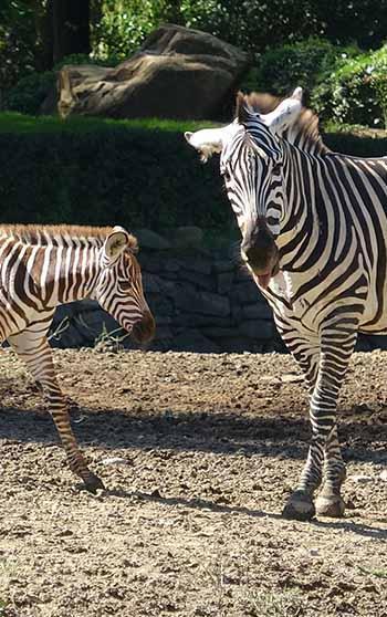 Doğduğu tesadüfen öğrenilen zebra yavrusu 'Jason', ilgi odağı oldu