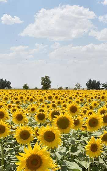 Konya Ovası’nda yağışlar rekolteyi artırdı