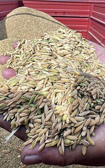 Edirne’de hasadı başlayan ‘beyaz altın’ çeltikte, üretici verimden memnun