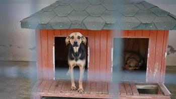 Yangında kurtarılan köpekler yuva bekliyor