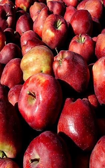 Geçen yıl don vuran Yeşilhisar elması, bu yıl üreticinin yüzünü güldürdü