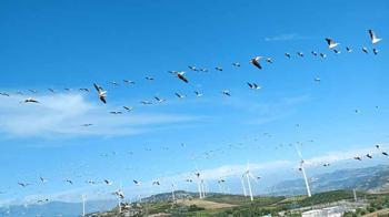 Hatay'da ak pelikanların geçişi seyirlik manzara oluşturdu