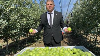 Isparta'da elma hasadı başladı; rekolte beklentisi 1 milyon 250 bin ton