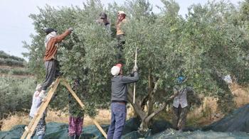 Manisa'da zeytin hasadı eğitimle başladı