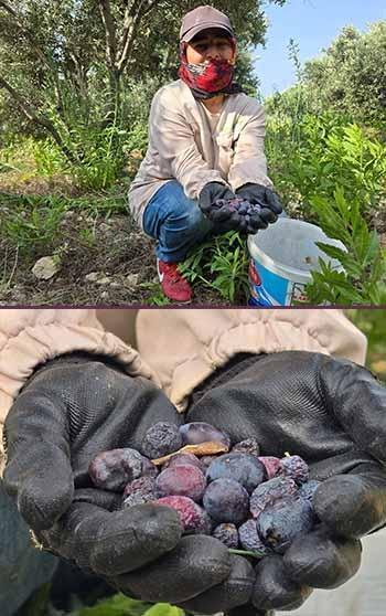 Hatay’da aromasıyla ünlü halhalı zeytininde hasat zamanı