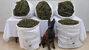 İzmir'de 54 kilo 800 gram kubar esrar ele geçirildi: 3 tutuklama