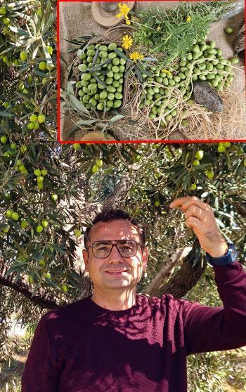 Antalya'da ‘var yılı’ olan zeytinde hasat zamanı