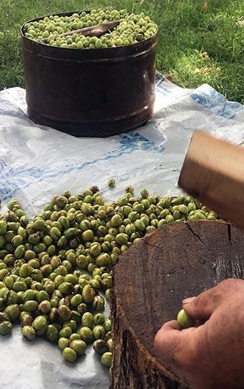 Mardin’in tescilli Derik zeytininde hasat başladı