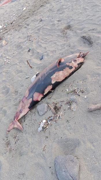 Trabzonda sahilde ölü yunus bulundu