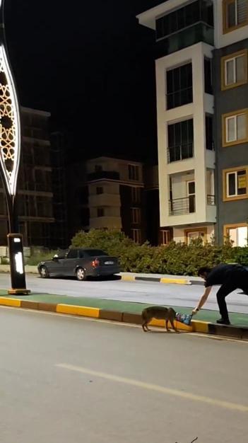 Başına poşet takılan çakalı vatandaş kurtardı; o anlar kamerada