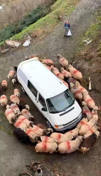Koyunlar minibüsün etrafında dakikalarca döndü