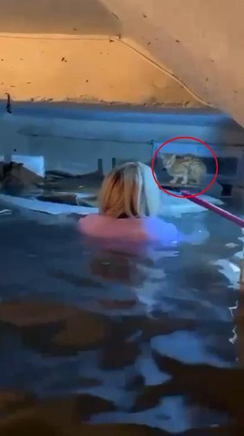 Antalyayı sel vurdu; mahsur kalan kedi böyle kurtarıldı