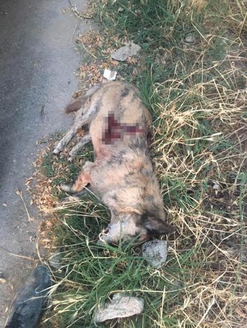 Sahipli köpeği öldüren sanığa 2,5 yıl hapis