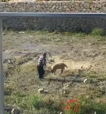 Koyuna kalın iple vurup, defalarca tekmeleyen şüpheli tutuklandı