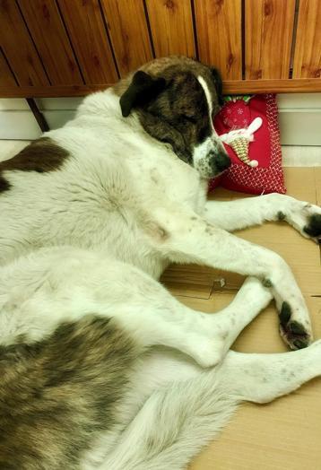 Esenyurtta 10 yıldır baktığı köpeği barınakta ölü buldu, sinir krizi geçirdi