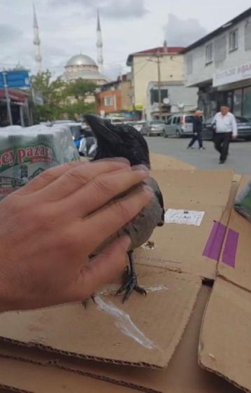 Ümraniye’de kargayı iyileştirip marketinde besledi: Merhametle büyüttüm